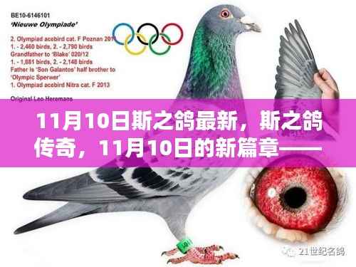 斯之鸽传奇,回顾与展望——11月10日新篇章开启