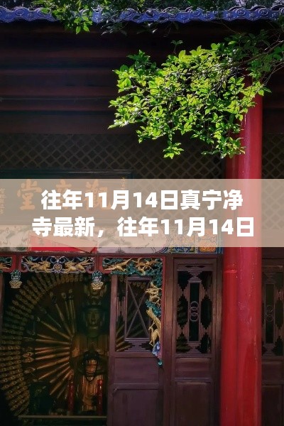 往年11月14日真宁净寺探访攻略,领略古寺魅力,最新指南全解析