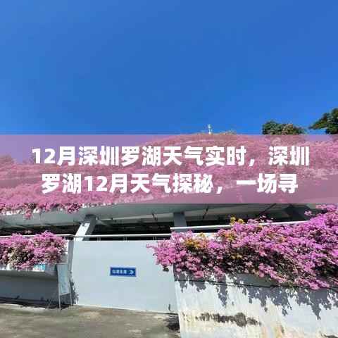 深圳罗湖12月温暖之旅,实时天气探秘与内心平静的寻找