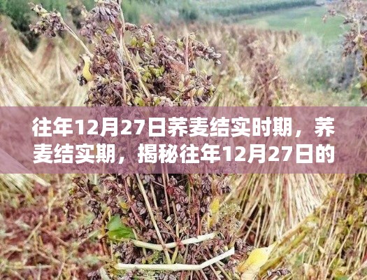 揭秘荞麦结实期,往年12月27日的奥秘探索