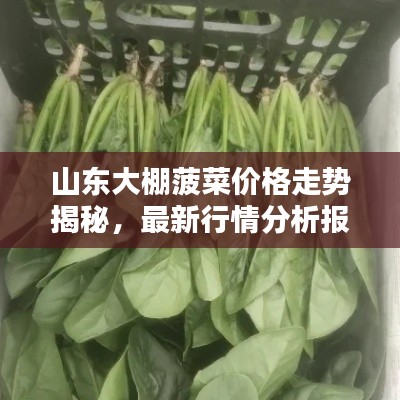 山东大棚菠菜价格走势揭秘,最新行情分析报告!