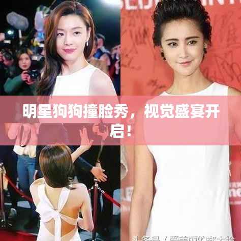 明星狗狗撞脸秀,视觉盛宴开启!