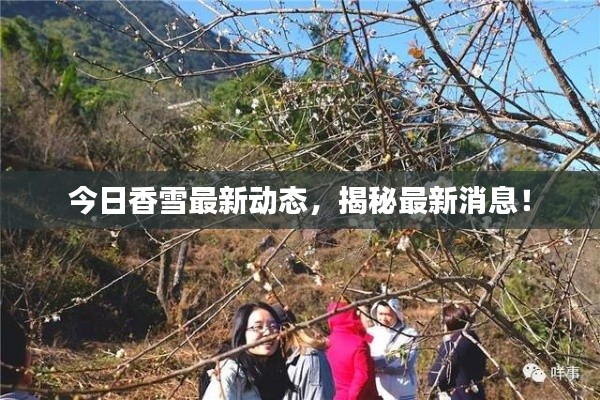 今日香雪最新动态，揭秘最新消息！